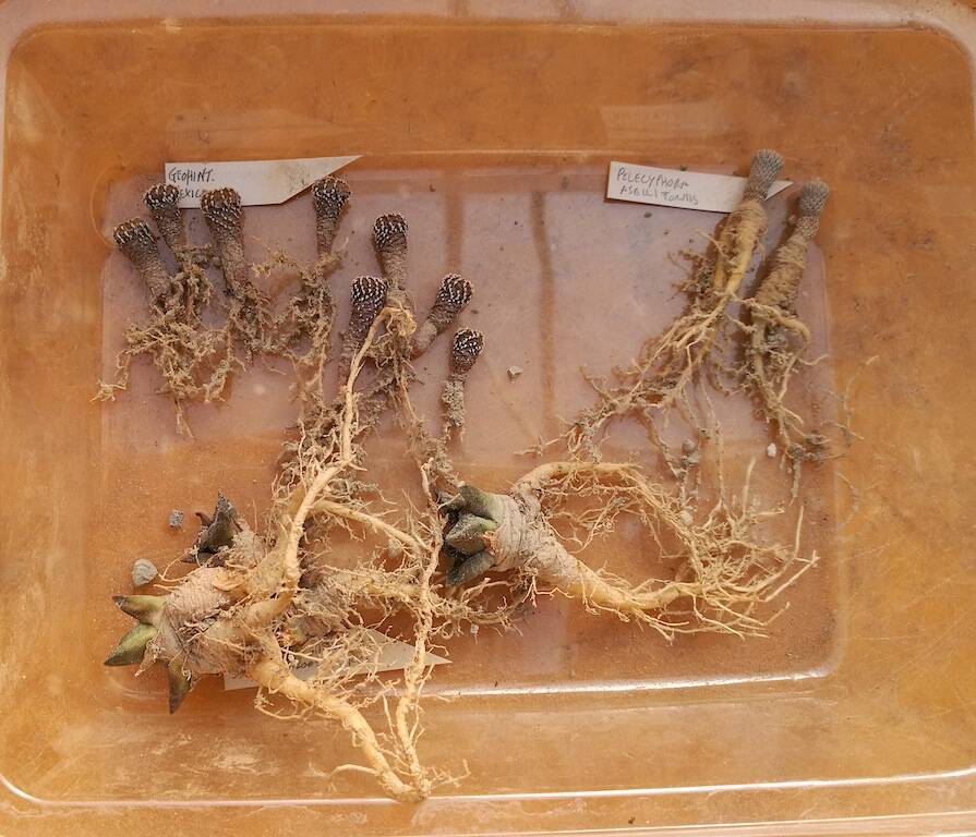 Semine di Geohintonia, Ariocarpus e Pelecyphora
