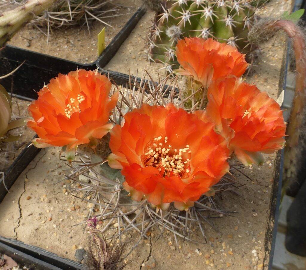 Acanthocalycium glaucum arancio