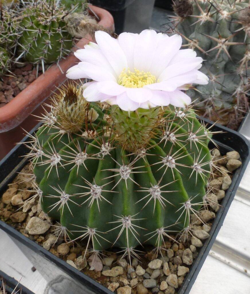 Acanthocalycium klimpelianum, una mia semina con i primi fiori