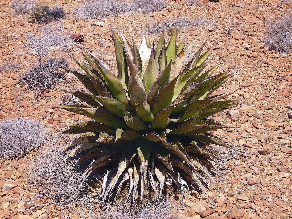 Un'Agave in Arizona