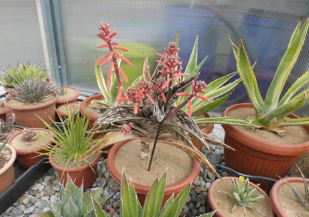 Agavi e aloe al sole