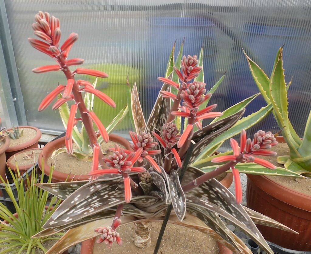 Aloe variegata in fiore