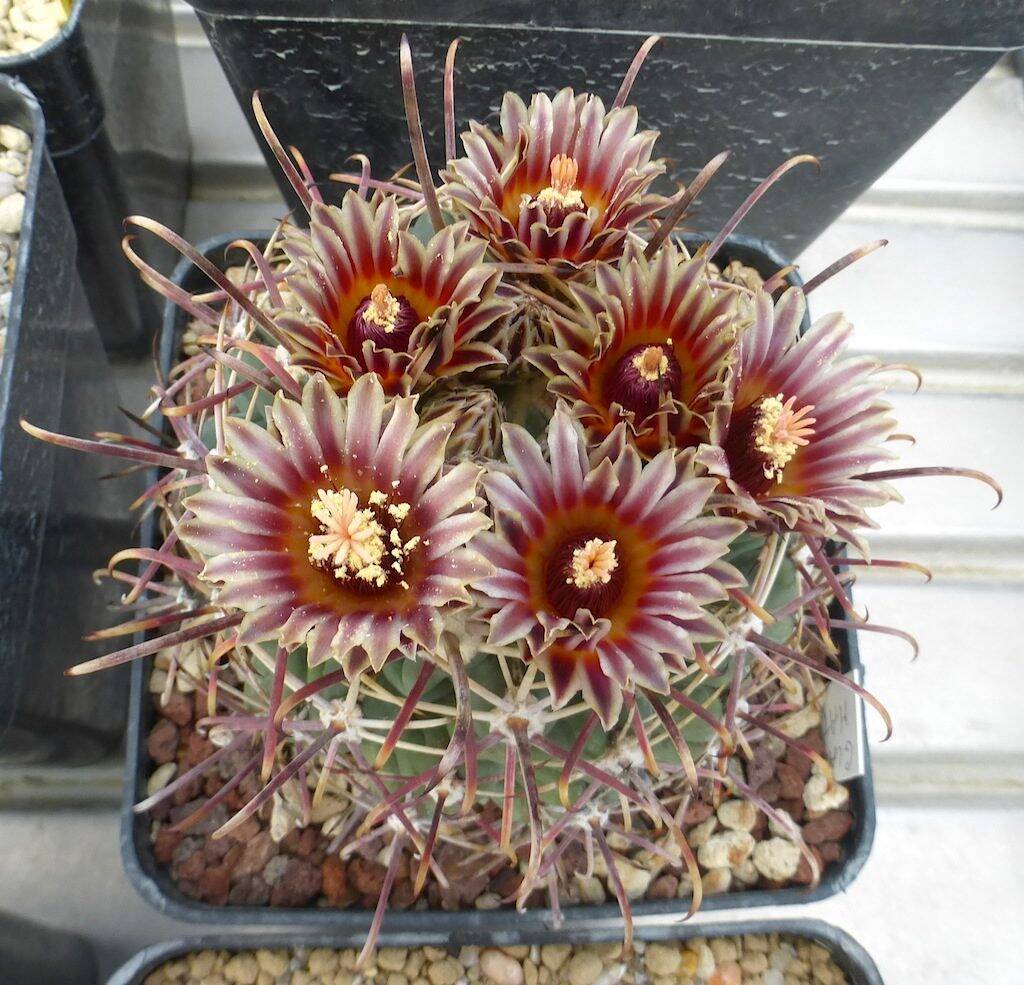 Ancistrocactus mathssonii