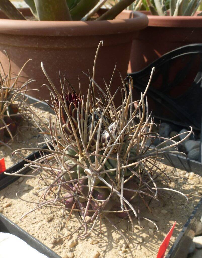 Ancistrocactus uncinatus, una mia semina al sole