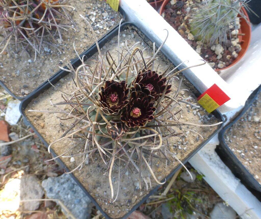 Ancistrocactus uncinatus, una mia semina al sole diretto
