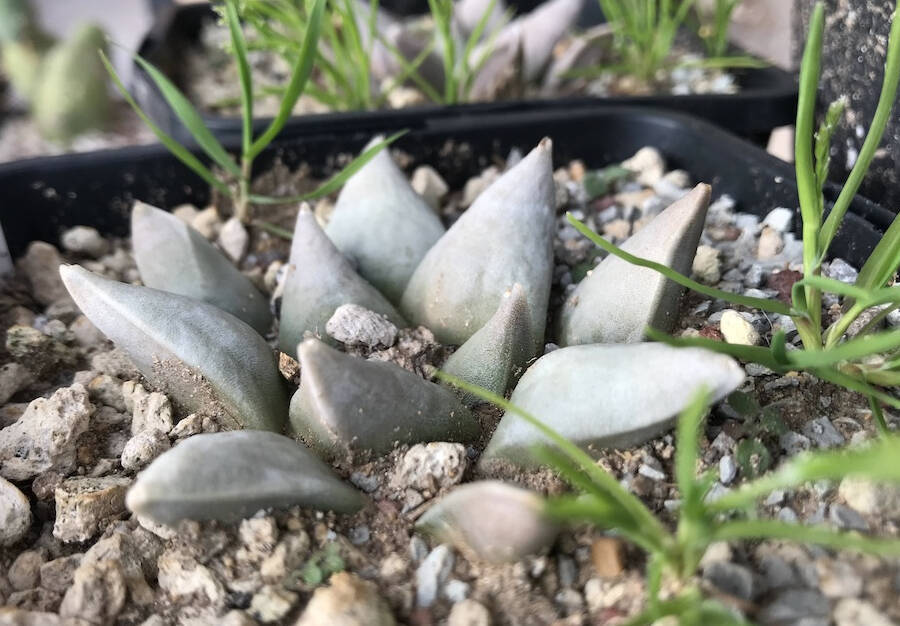 Ariocarpus per evidenza