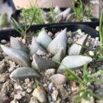 Ariocarpus retusus El Encinal, Nuevo León esposto perennemente alle intemperie