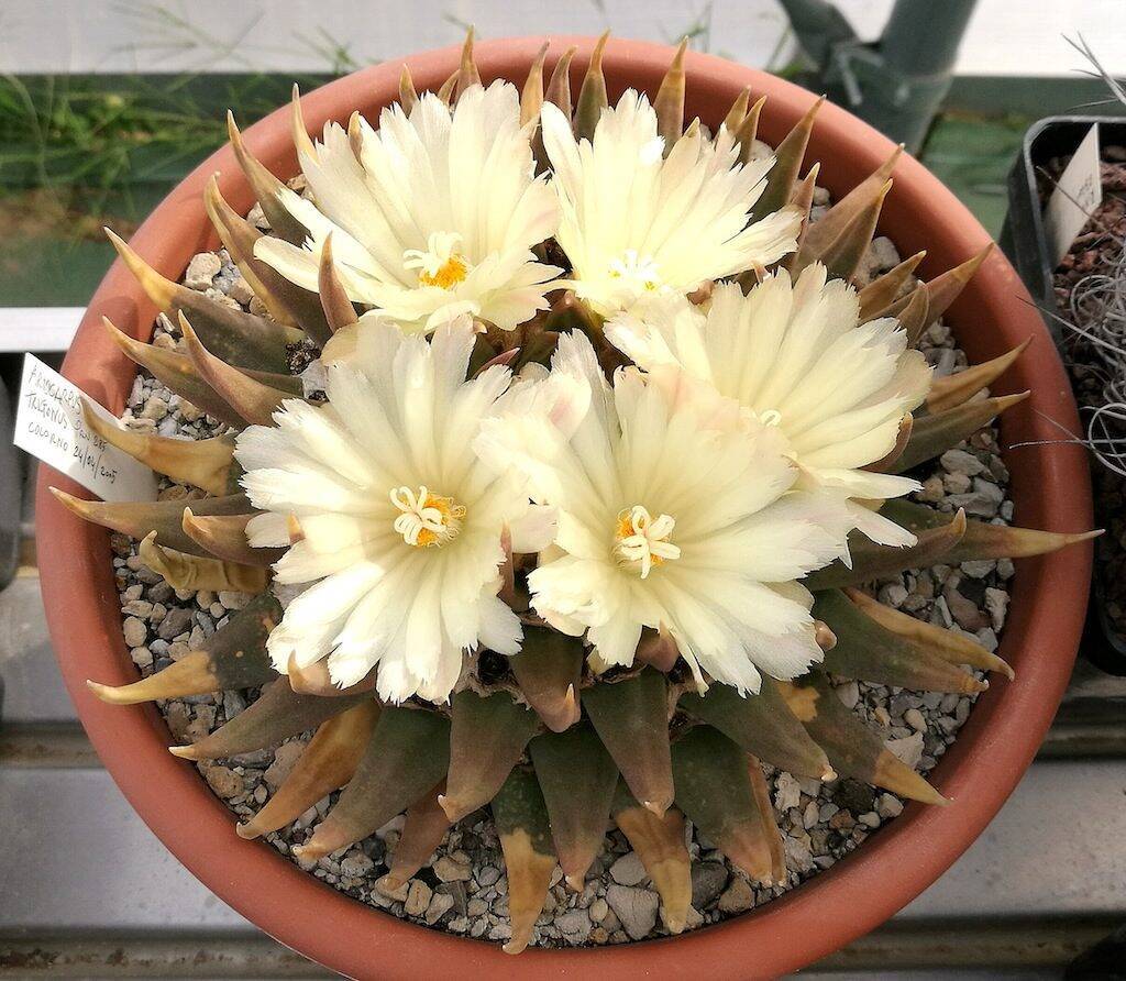 Ariocarpus trigonus