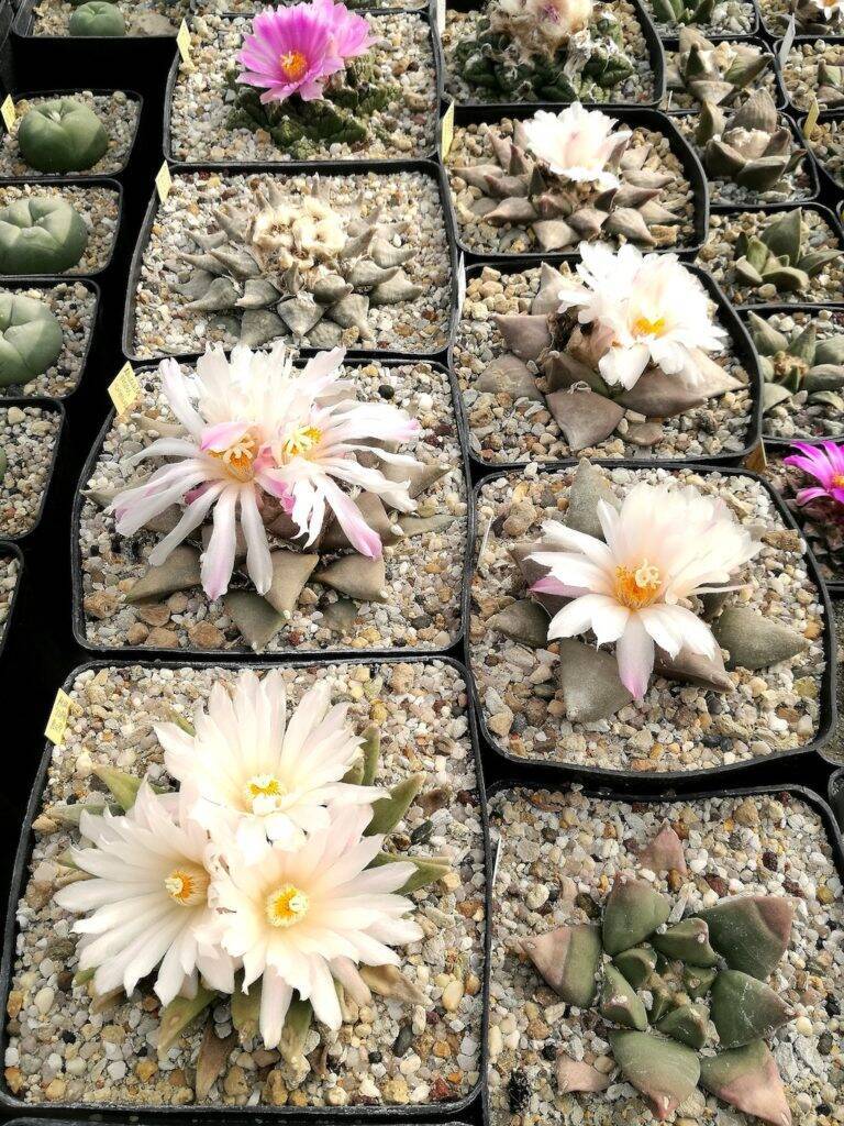 Ariocarpus in fiore