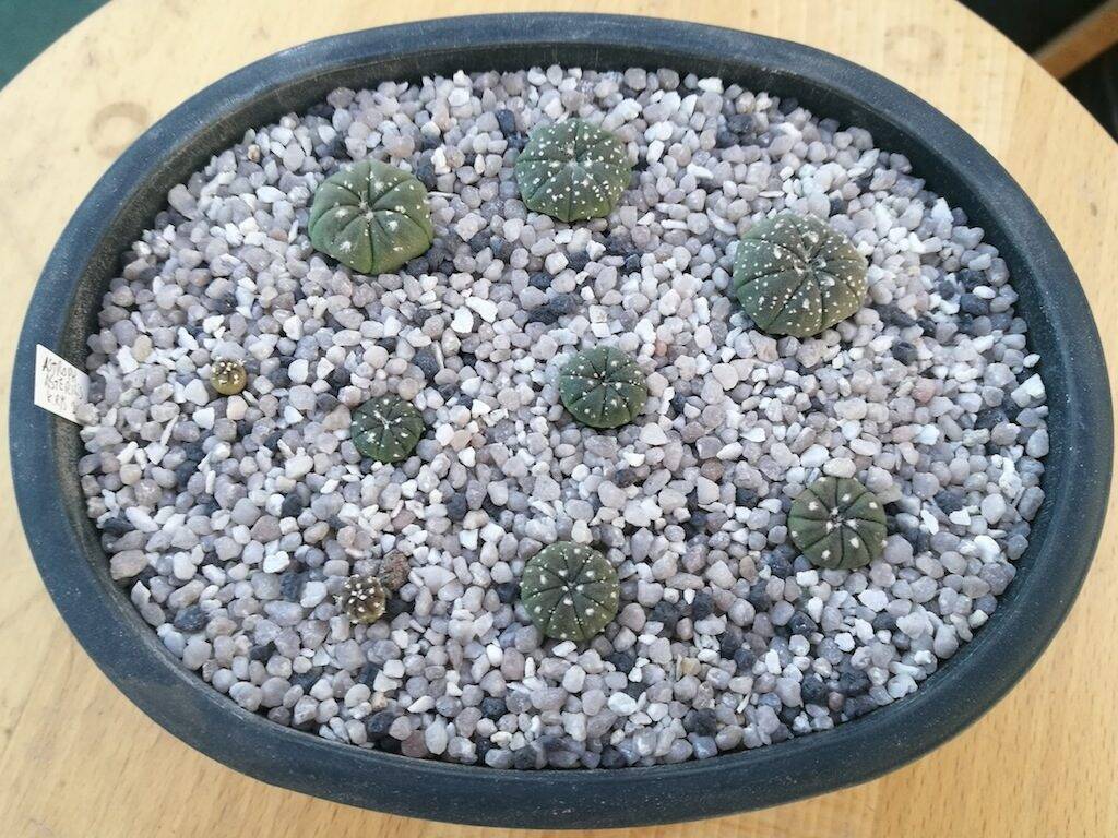 Semine di Astrophytum asterias