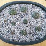 Semine di Astrophytum asterias