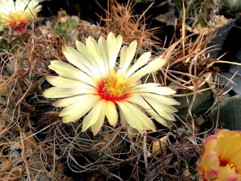 Astrophytum capricorne