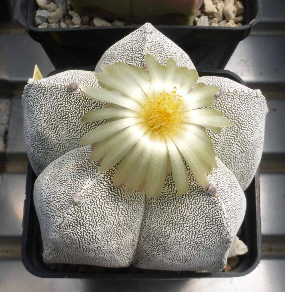 Astrophytum myriostigma cv. onzuka