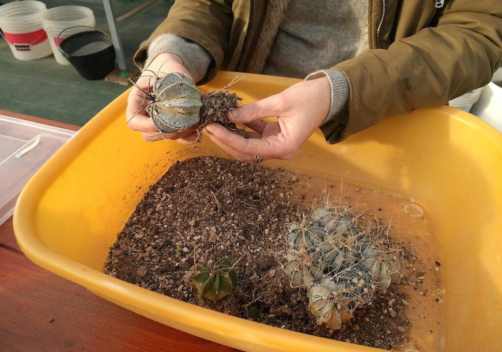 Rinvasi di semine di Astrophytum capricorne