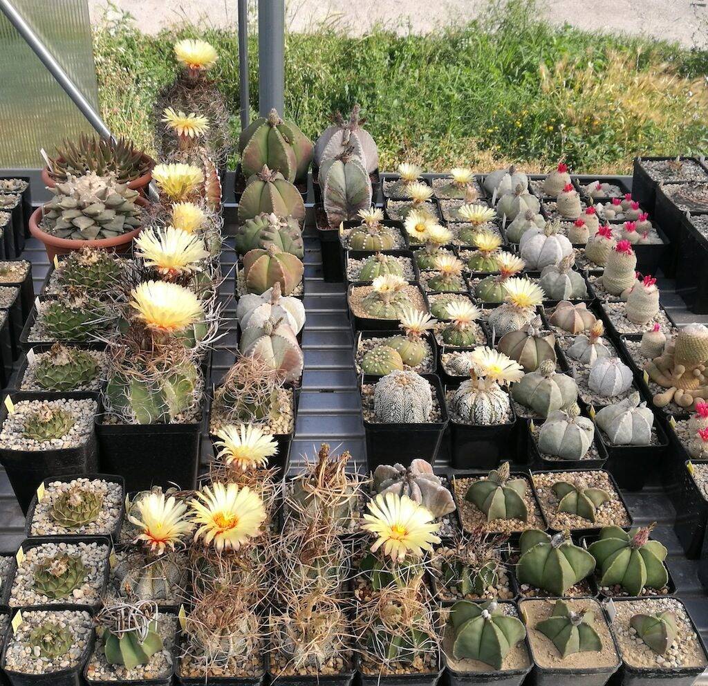 Astrophytum vari in fiore