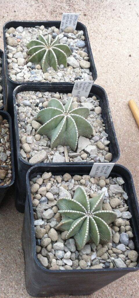 Aztekium hintonii