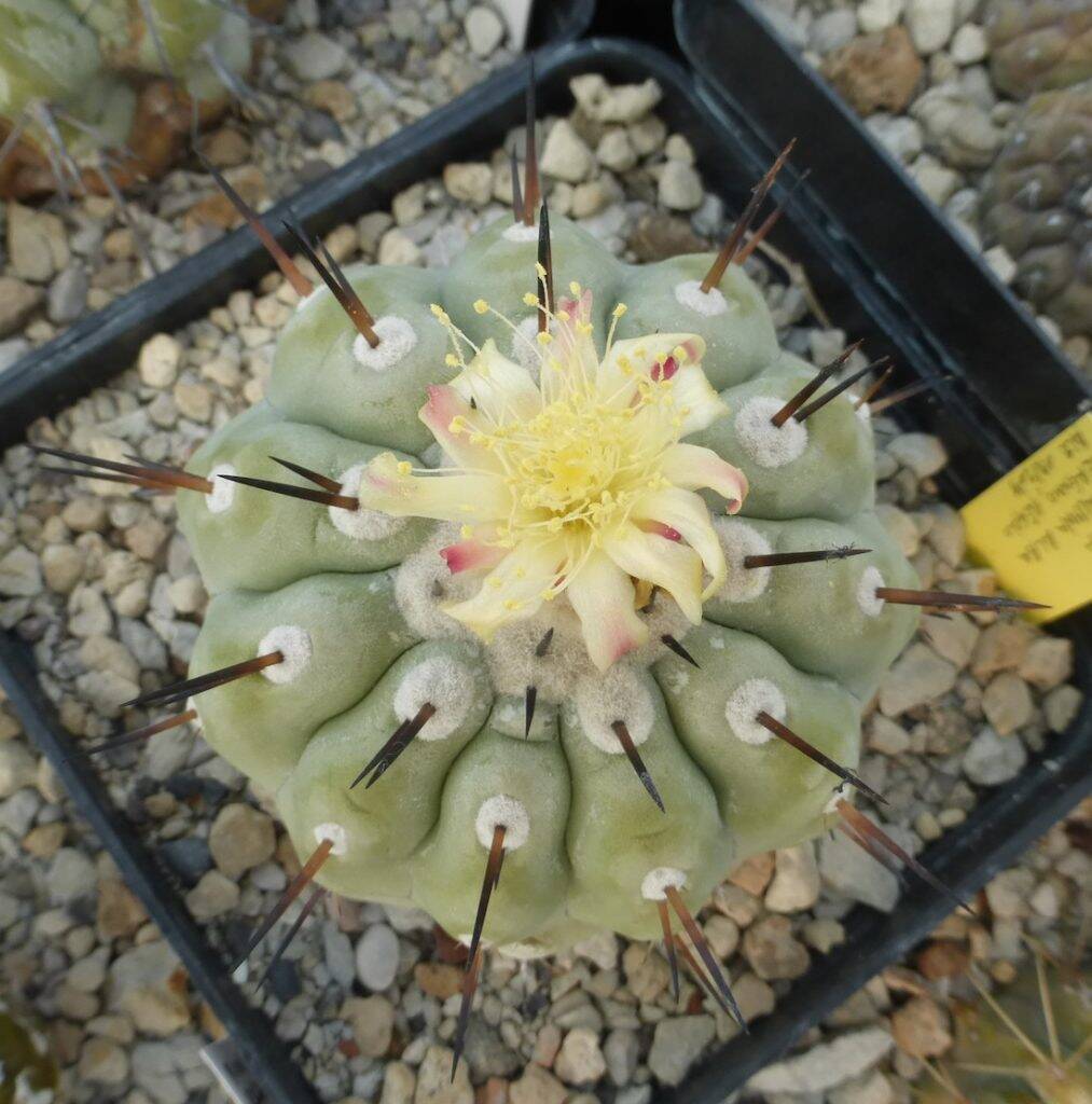 Copiapoa cinerea v. columna alba