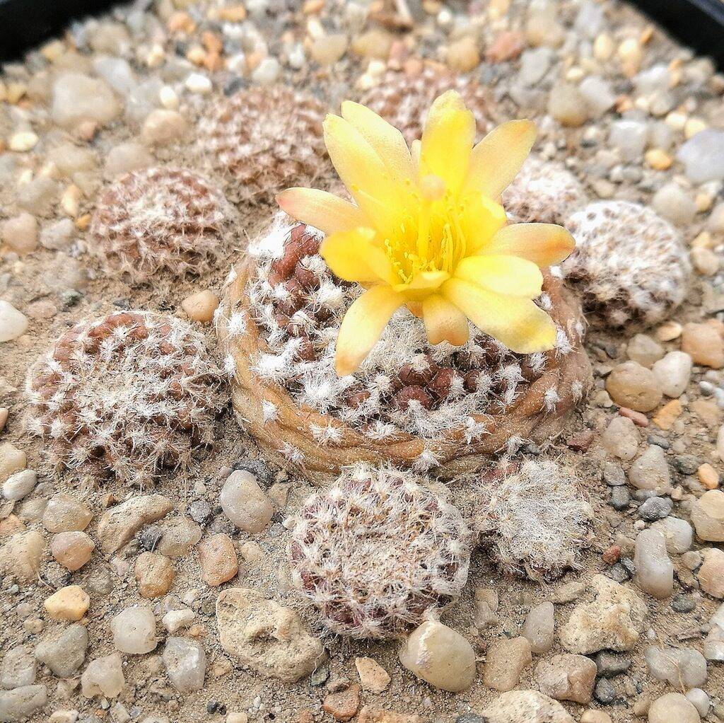 Copiapoa laui