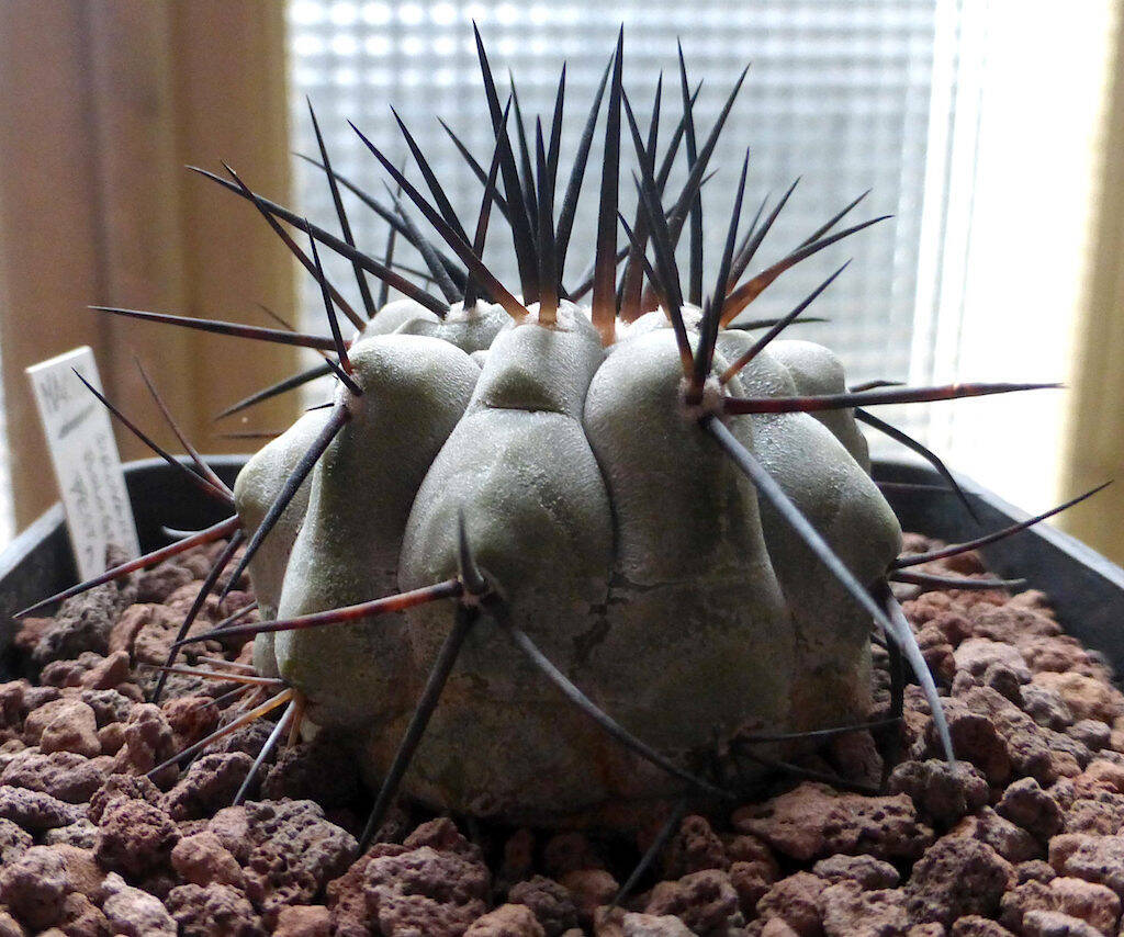 Copiapoa cinerea appena rinvasata