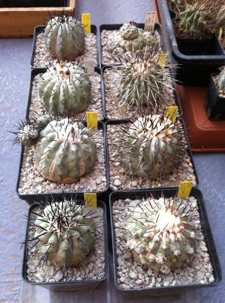 Copiapoa rinvasate