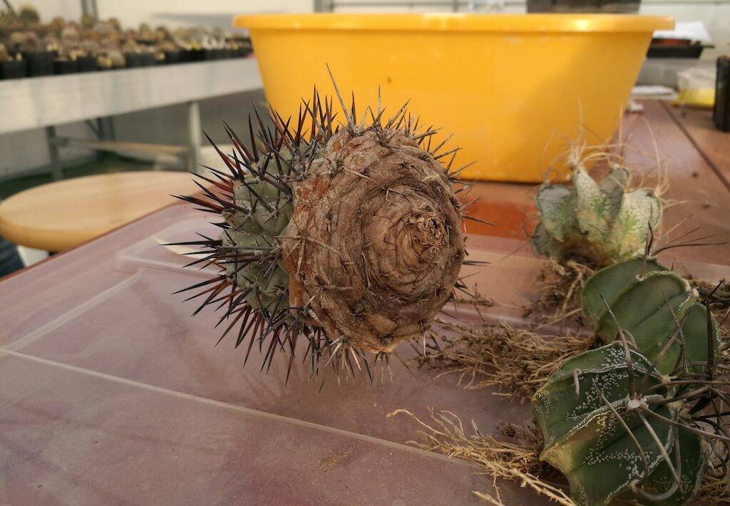 Copiapoa senza radici
