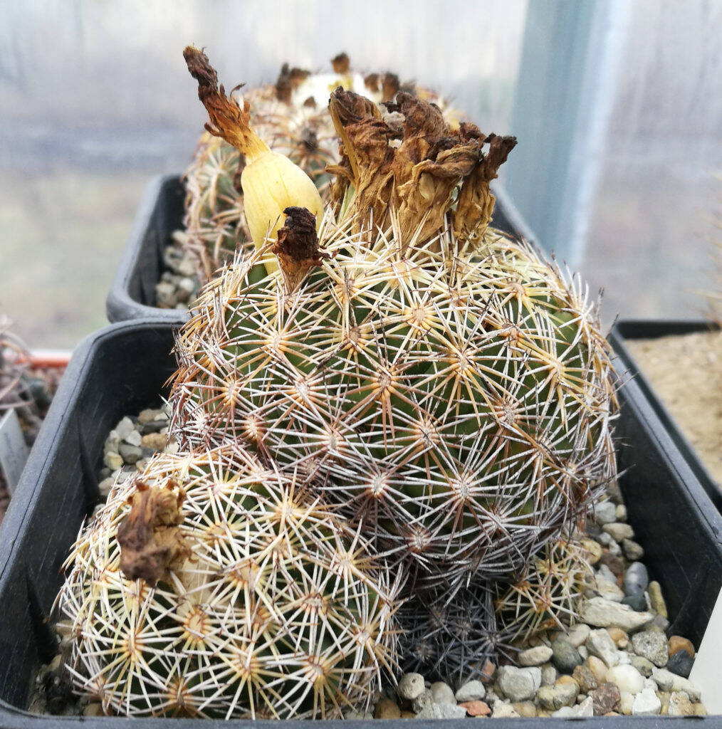 Coryphantha retusa con un frutto e fiori secchi