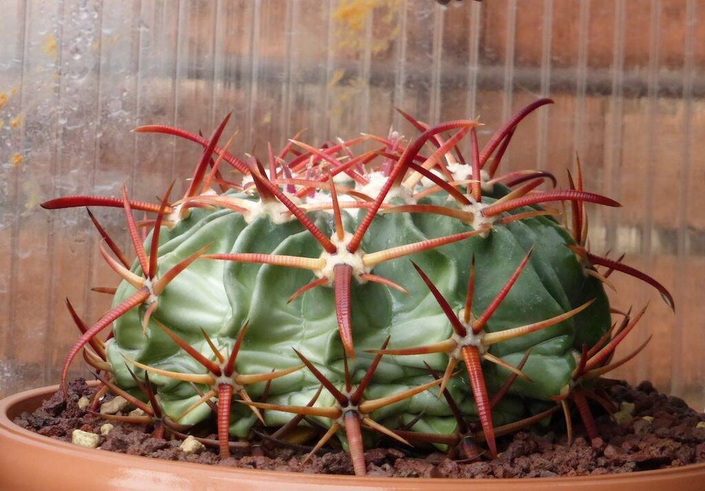 Echinocactus texensis, le spine bagnate diventano di colore rosso intenso