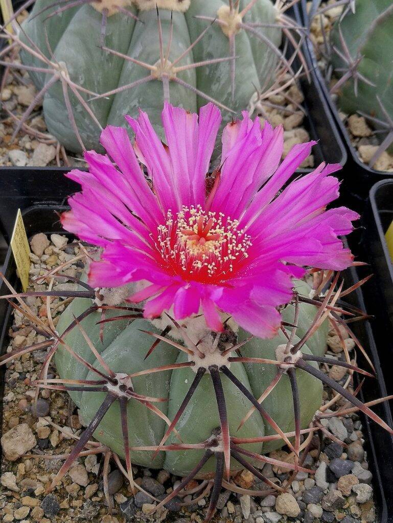 Echinocactus horizonthalonius