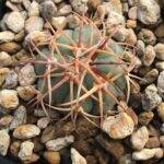 Echinocactus horizonthalonius