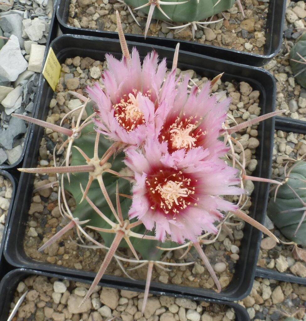 Echinocactus texensis in fiore