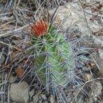 Echinocereus arizonicus in piena terra