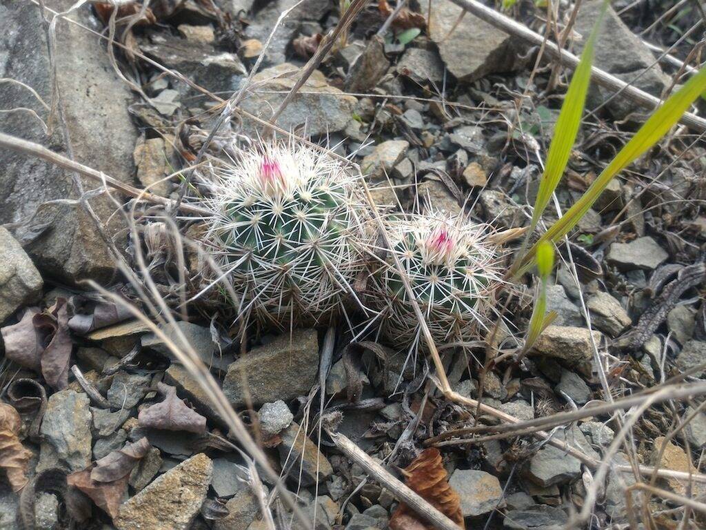 Echinocereus chloranthus in piena terra