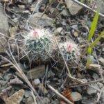 Echinocereus chloranthus in piena terra