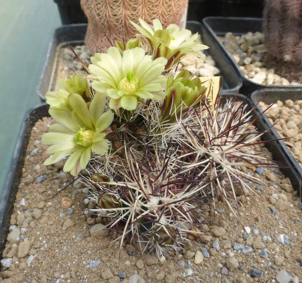 Echinocereus davisii