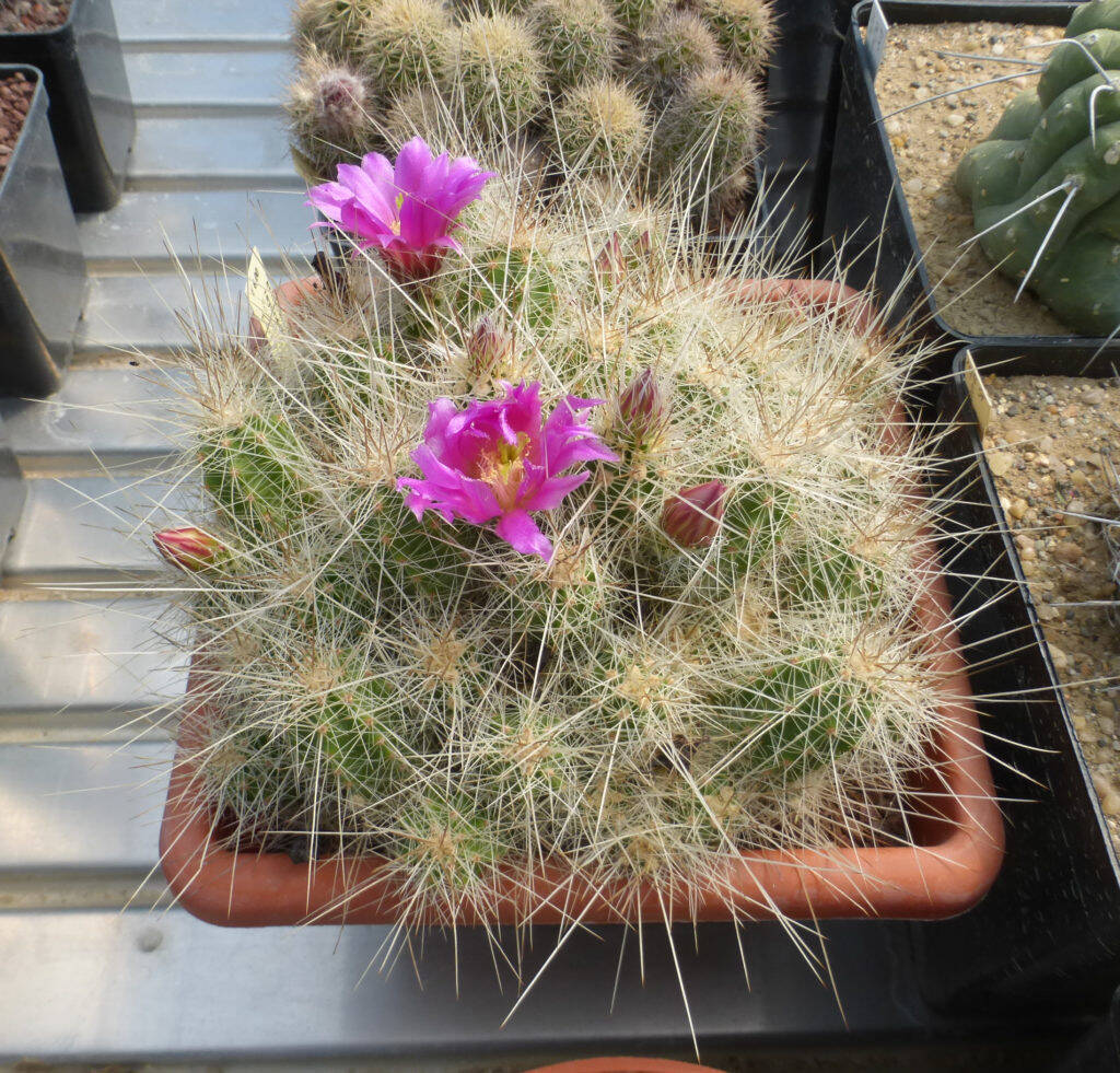 Echinocereus rayonensis