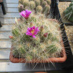 Echinocereus rayonensis