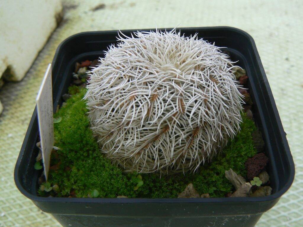 Echinocereus reichenbachii all'aperto scoperto da alcuni anni