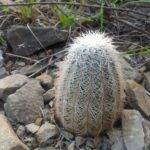 Echinocereus reichenbachii in piena terra