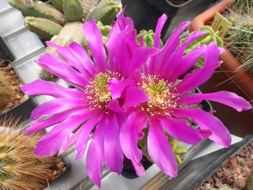 Echinocereus viereckii ssp morricalii