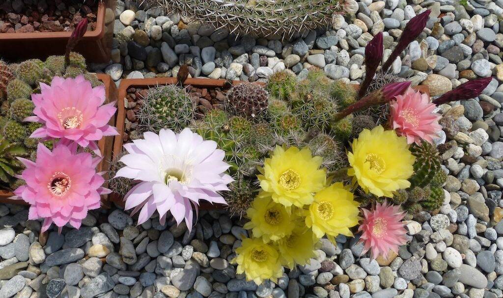 Echinopsis vari in fiore