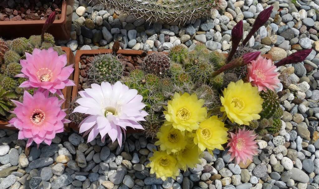 When and how fertilize cactus and succulent plants to have aboundant blooms