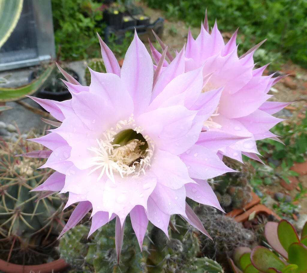 Fiori di cactus e succulente, quanto durano e quando spuntano