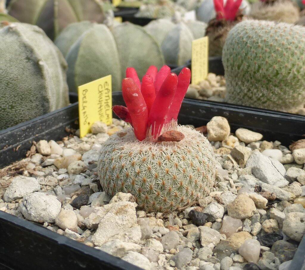 Epithelantha micromeris con frutti