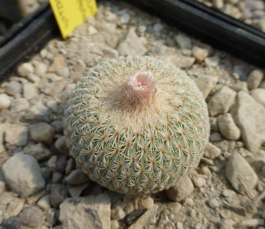 Epithelantha micromeris in fiore