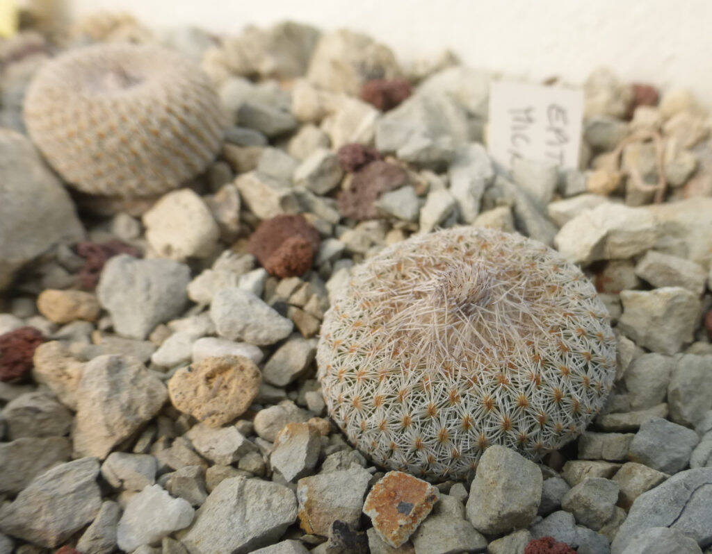 Mie semine di Epithelantha micromeris