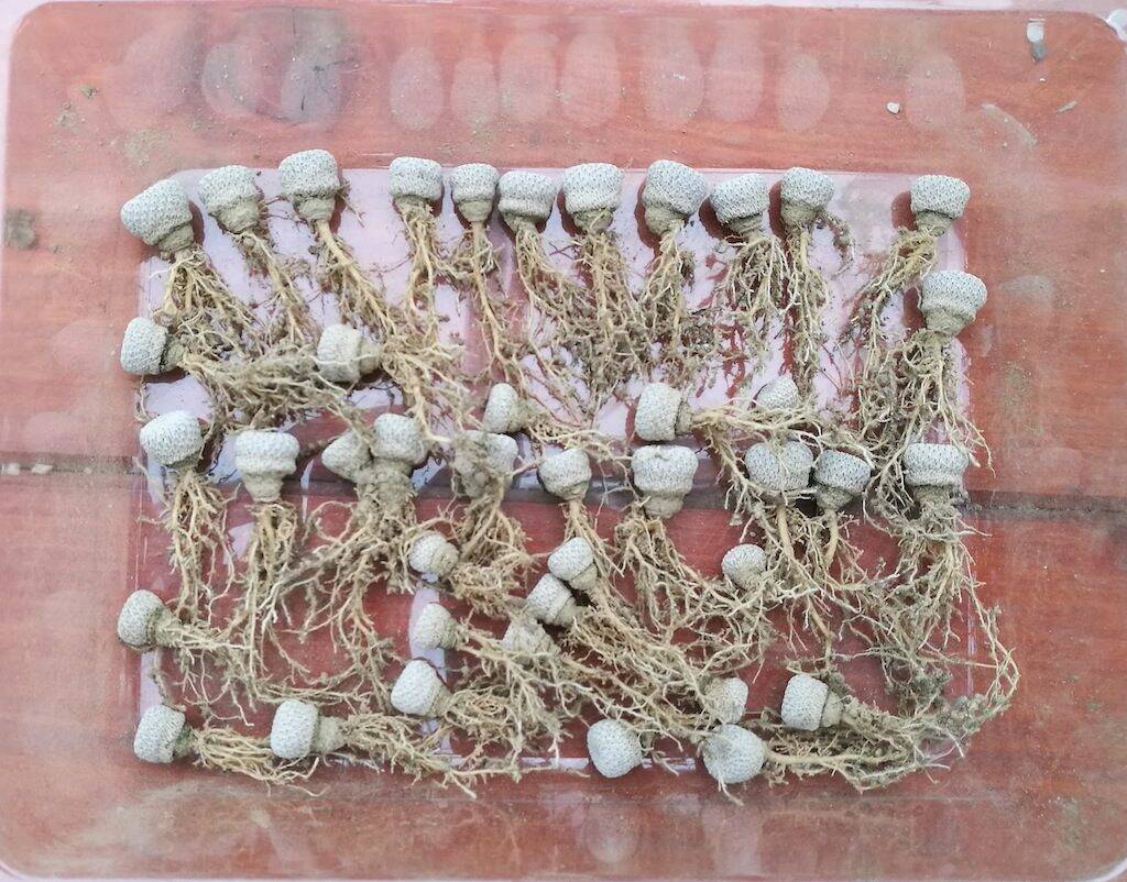 Epithelantha micromeris, alcune mie semine