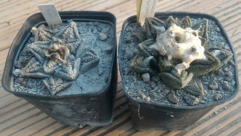 Ariocarpus foto 24
