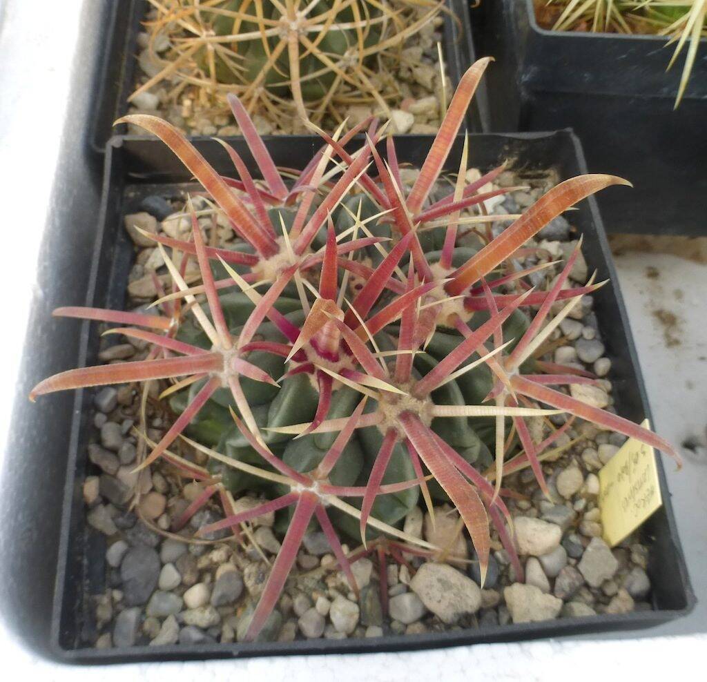 Ferocactus latispinus, una mia semina al sole diretto
