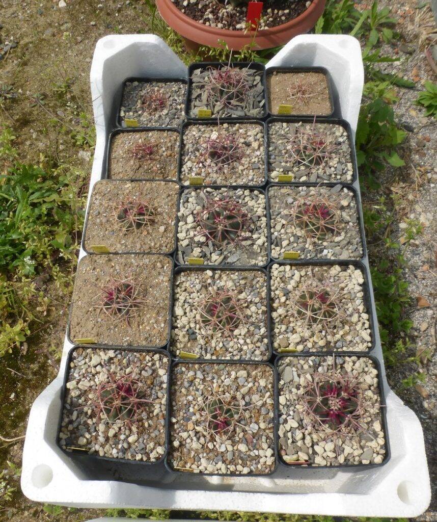 Ferocactus, mie semine al sole diretto