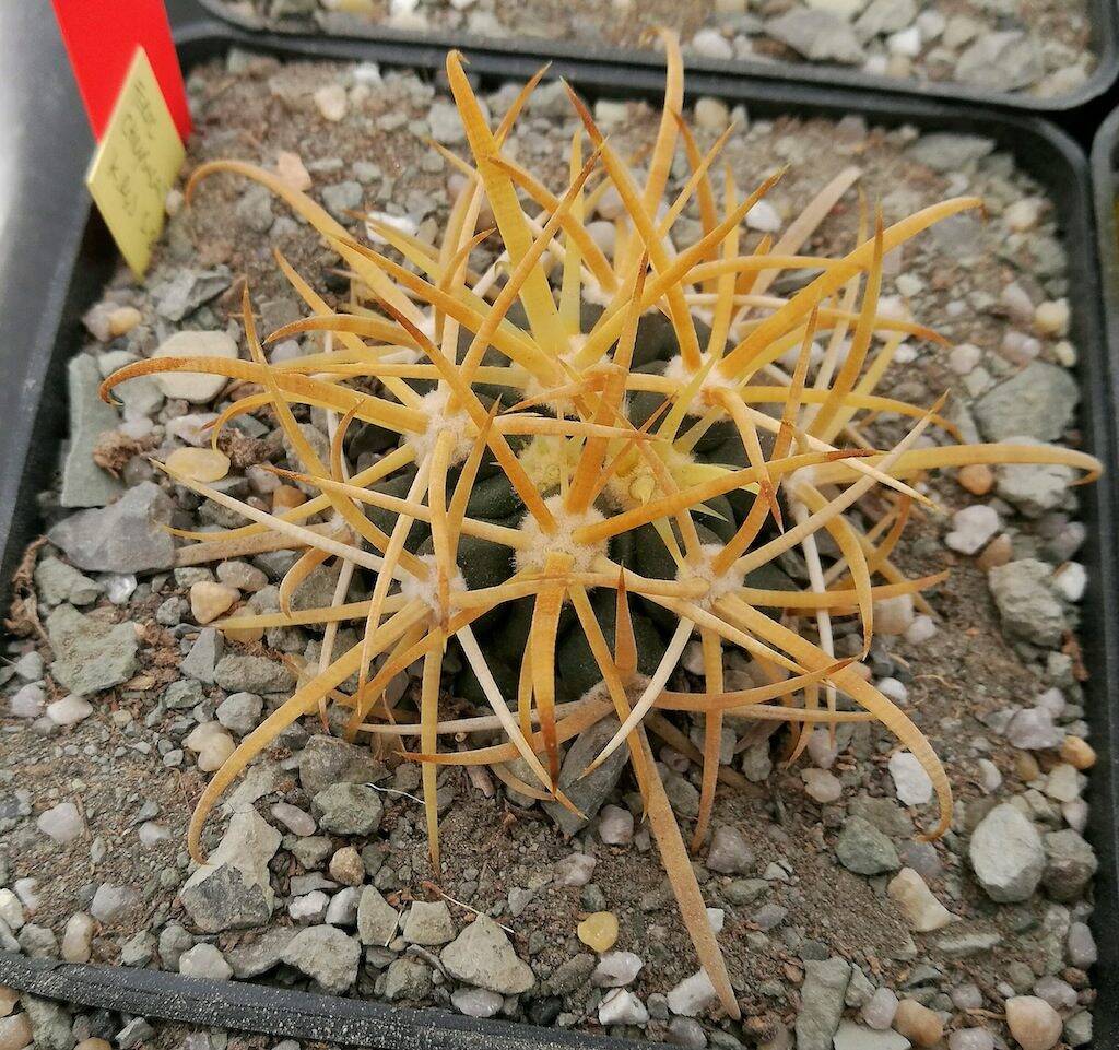 Ferocactus chrysacanthus, una mia semina